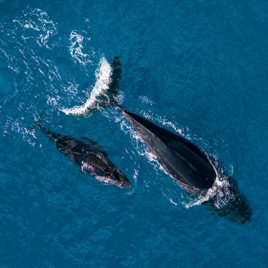 Excursion d’observation des dauphins et des baleines sur l’île de Moorea 004