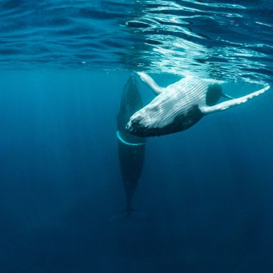 Excursion d’observation des dauphins et des baleines sur l’île de Moorea 007