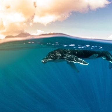 Excursion d’observation des dauphins et des baleines sur l’île de Moorea 009